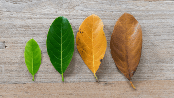 changing seasons
